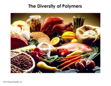 Diverse foods representing different biological polymers