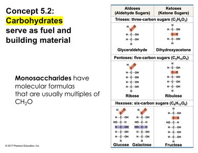 Table of monosaccharides: aldoses and ketoses
