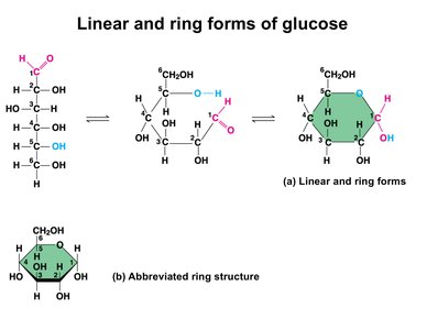 Linear and ring forms of glucose