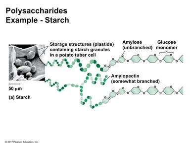 Starch structure: amylose and amylopectin