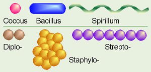 Diagram of bacterial arrangements and shapes
