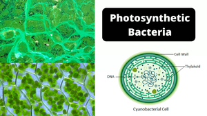 Photosynthetic bacteria and cyanobacteria
