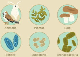 Six kingdoms with focus on Eubacteria and Archaebacteria