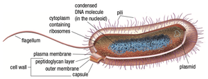 Structure of a typical bacterial cell