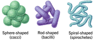 Bacterial shapes: cocci, bacilli, spirilli