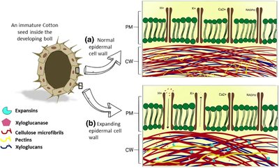 Expansins and cell wall expansion in plants