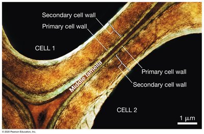 Collagen and proteoglycan structure in animal ECM