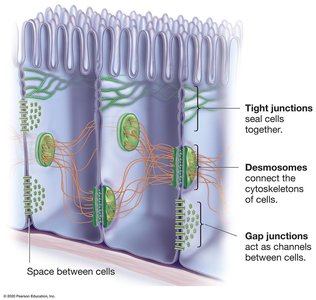Middle lamella between plant cells