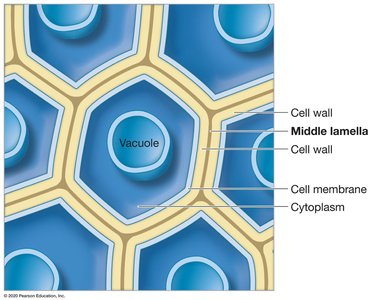 Tight junctions forming waterproof seals