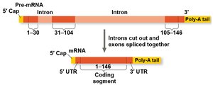 Pre-mRNA processing: capping, polyadenylation, and splicing
