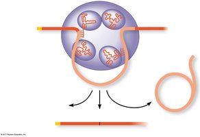 Spliceosome mechanism of RNA splicing