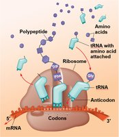 tRNA structure and function