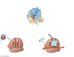 Ribosome structure and binding sites