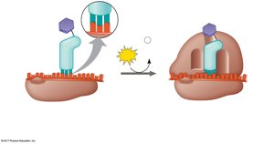 Translation initiation complex