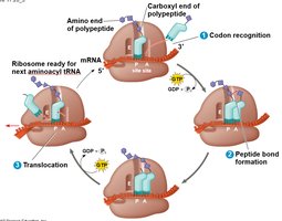 Elongation cycle of translation