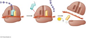 Termination of translation