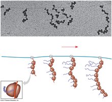 Polyribosome structure in prokaryotes
