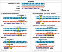 Types of point mutations and their effects