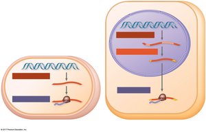 Transcription and translation in prokaryotes and eukaryotes