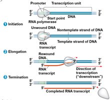 Stages of transcription: initiation, elongation, termination