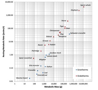 Metabolic rate comparison between endotherms and ectotherms