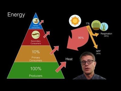 Energy pyramid showing energy transfer between trophic levels