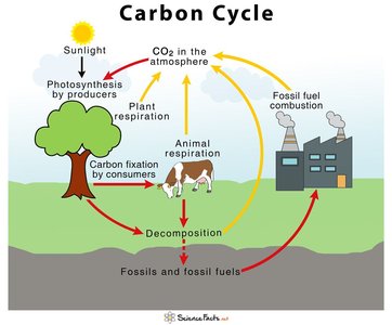 Diagram of the nitrogen cycle