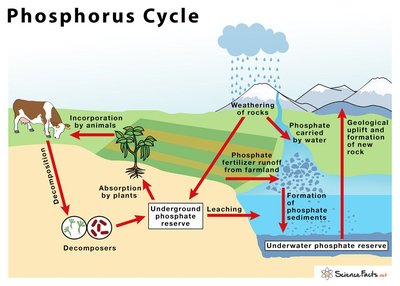 Diagram of the water cycle