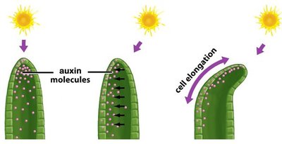 Phototropism and auxin distribution in plants