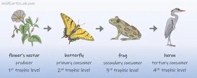 Example of a food chain