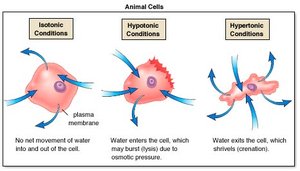 Animal cells in isotonic, hypotonic, and hypertonic conditions