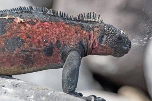 Salt gland in marine iguana