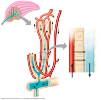 Salt gland structure and function