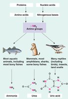 Nitrogenous waste pathways: ammonia, urea, uric acid