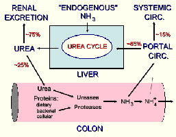 Urea cycle and excretion