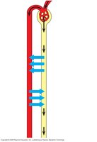 Excretory tubule processes
