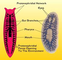 Protonephridial network in flatworm