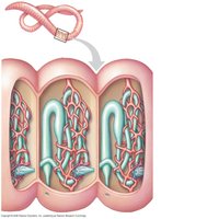 Metanephridium structure in earthworm
