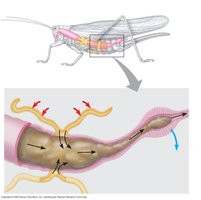 Malpighian tubules in insect