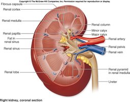 Human urinary system and kidney structure