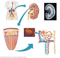 Detailed kidney anatomy and nephron types