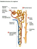 Detailed structure of a nephron