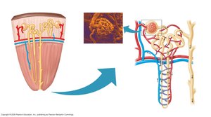 Cortical and juxtamedullary nephron comparison