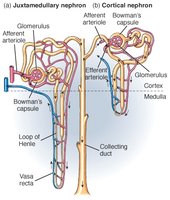 Pathway of filtrate through nephron