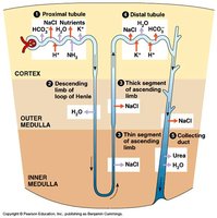 Collecting duct structure
