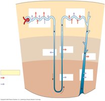 Solute movement in nephron