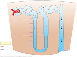 Osmolarity gradient in kidney