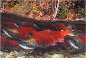 Fish in different osmotic environments