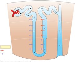 Osmolarity and solute movement in nephron