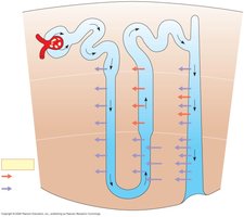 Two-solute model in nephron